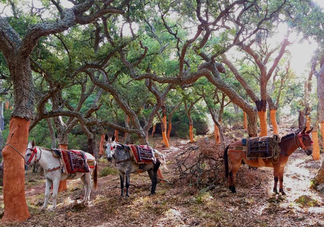 las lomillas camino forestal