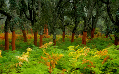 Parque Los Alcornocales