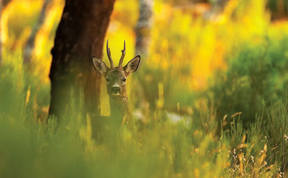 Cervatillo Parque Los Alcornocales