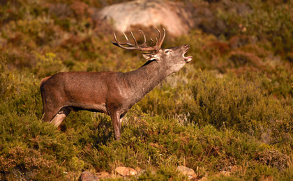 Ciervo Parque Los Alcornocales