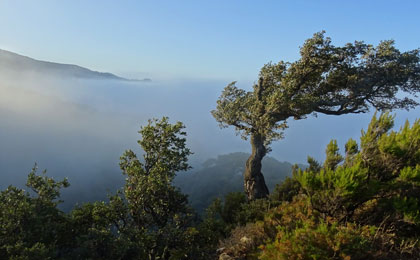 Parque Los Alcornocales