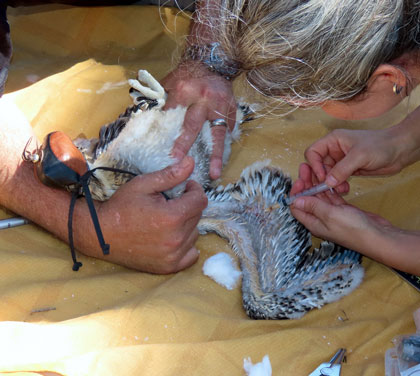 Toma de muestras de aves