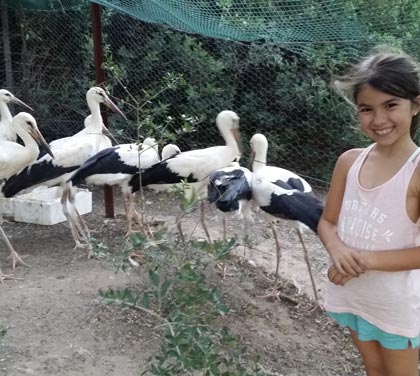 Crianza de Cigueñas